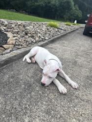 Found/Stray Male Dog last seen Whispering Woods, Charleston, WV 25304