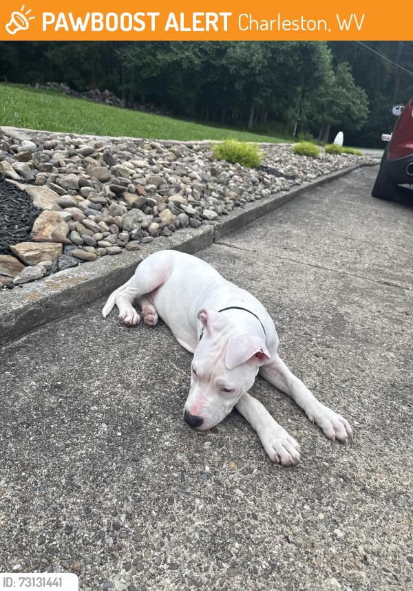 Found/Stray Male Dog last seen Whispering Woods, Charleston, WV 25304