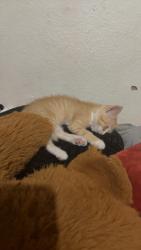 Reunited Female Cat last seen Battle Creek, MI, USA, Battle Creek, MI 49017