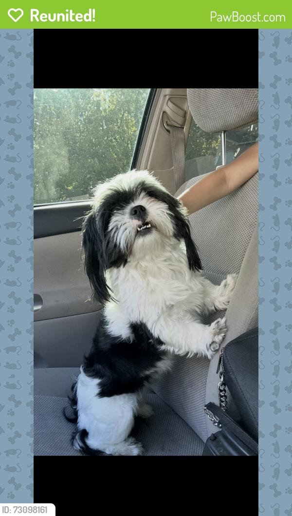 Reunited Male Dog last seen 98th and Tower, Albuquerque, NM 87121