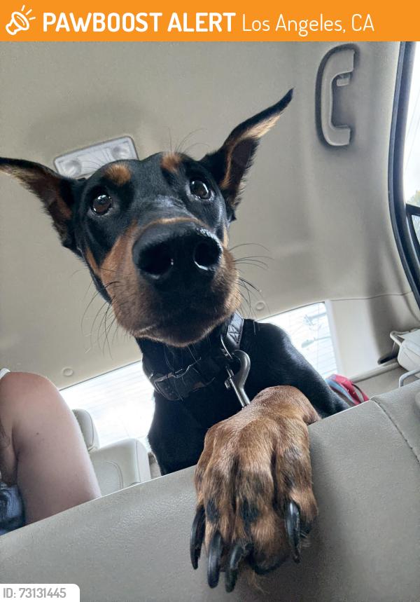 Found/Stray Female Dog last seen chained to a fence in a parking lot DTLA :(, Los Angeles, CA 90012