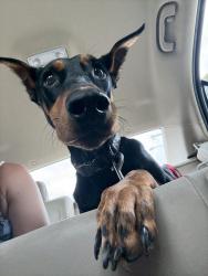 Found/Stray Female Dog last seen chained to a fence in a parking lot DTLA :(, Los Angeles, CA 90012