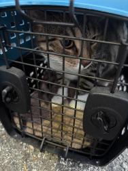 Reunited Female Cat last seen Bradford hills, Chesterbrook, PA 19087