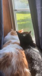 Reunited Male Cat last seen 9 mile trailer park, Mayfield, NY 12078