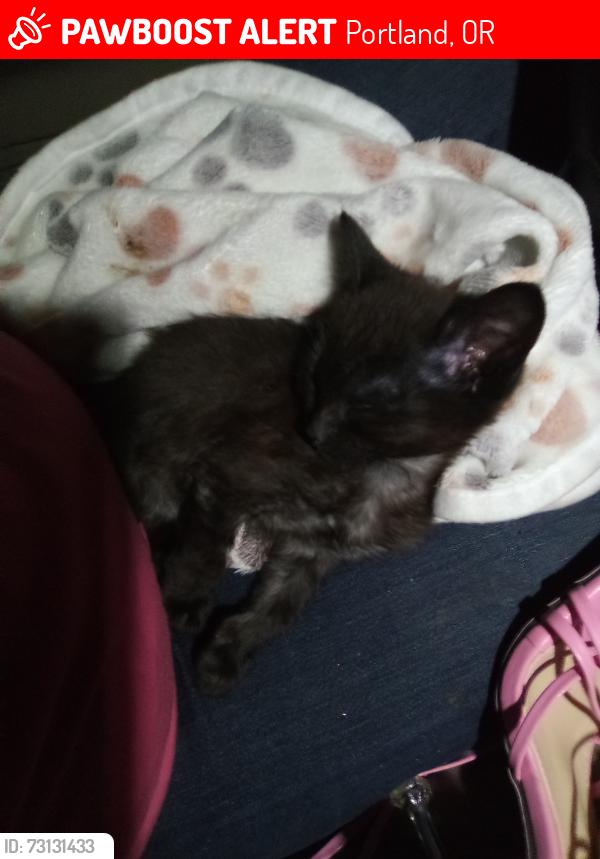 Lost Female Cat last seen Stark. Se . 122 126th. Alder., Portland, OR 97216
