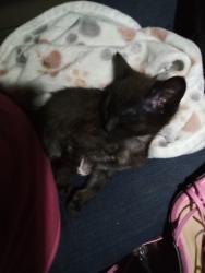 Lost Female Cat last seen Stark. Se . 122 126th. Alder., Portland, OR 97216
