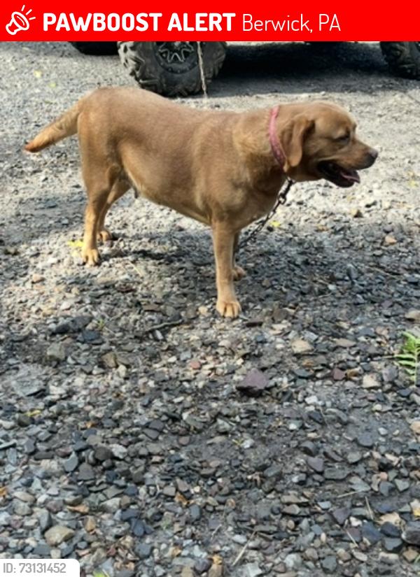 Lost Female Dog last seen Near stone church rd, Berwick, PA 18603