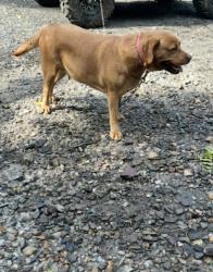 Lost Female Dog last seen Near stone church rd, Berwick, PA 18603