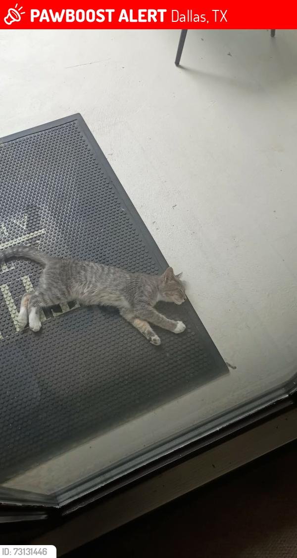 Lost Female Cat last seen Near Costa Mesa dr, Dallas, TX 75228