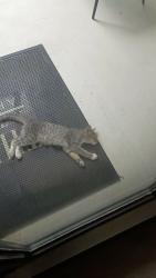Lost Female Cat last seen Near Costa Mesa dr, Dallas, TX 75228