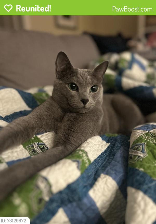 Reunited Male Cat last seen 54th and A St, Tacoma, WA 98408