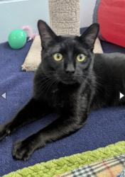 Lost Male Cat last seen south main market, Penticton, BC V2A 6Y2