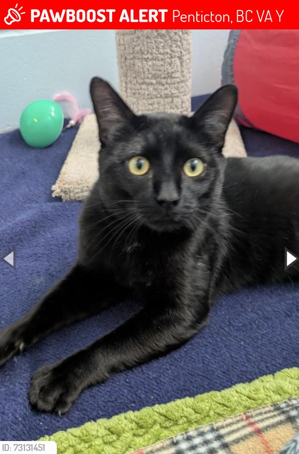 Lost Male Cat last seen south main market, Penticton, BC V2A 6Y2