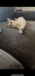 Reunited Female Cat last seen Maxwell ct by Ryan Bonaminio park, Riverside, CA 92502