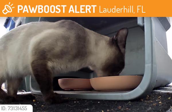 Found/Stray Unknown Cat last seen 21st Ave and OP Blvd, Lauderhill, FL 33311