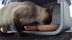 Found/Stray Unknown Cat last seen 21st Ave and OP Blvd, Lauderhill, FL 33311