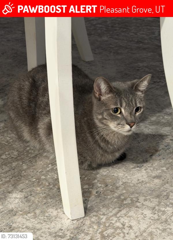Lost Male Cat last seen E 900 south Locust Pleasant Grove UT, Pleasant Grove, UT 84062