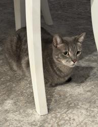 Lost Male Cat last seen E 900 south Locust Pleasant Grove UT, Pleasant Grove, UT 84062