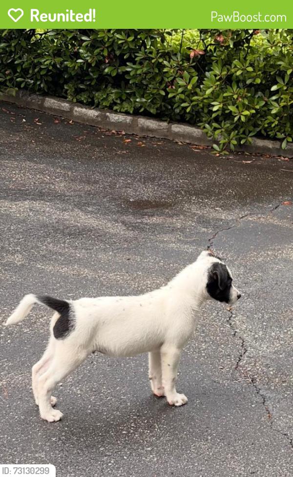 Reunited Male Dog last seen Hobby Hill Rd, Richmond, VA 23235