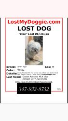Reunited Male Dog last seen Wilkinson and Ocean, Jersey City, NJ 07305