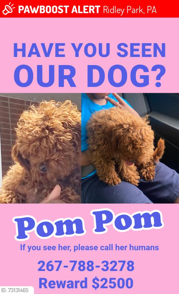 Lost Female Dog last seen Royal Farms, Ridley Park, PA 19078