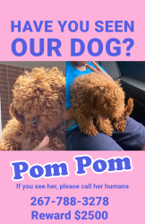 Lost Female Dog last seen Royal Farms, Ridley Park, PA 19078