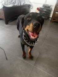 Found/Stray Female Dog last seen Vulcan and Indigo, Albuquerque, NM 87120