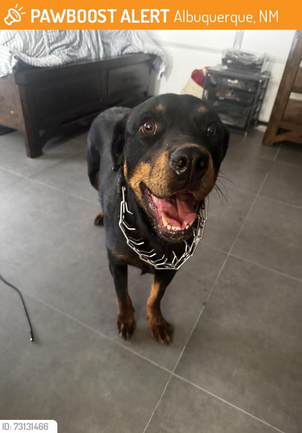 Found/Stray Female Dog last seen Vulcan and Indigo, Albuquerque, NM 87120
