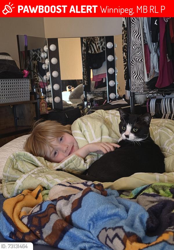 Lost Male Cat last seen Stadacona / Talbot, Winnipeg, MB R2L 1P8