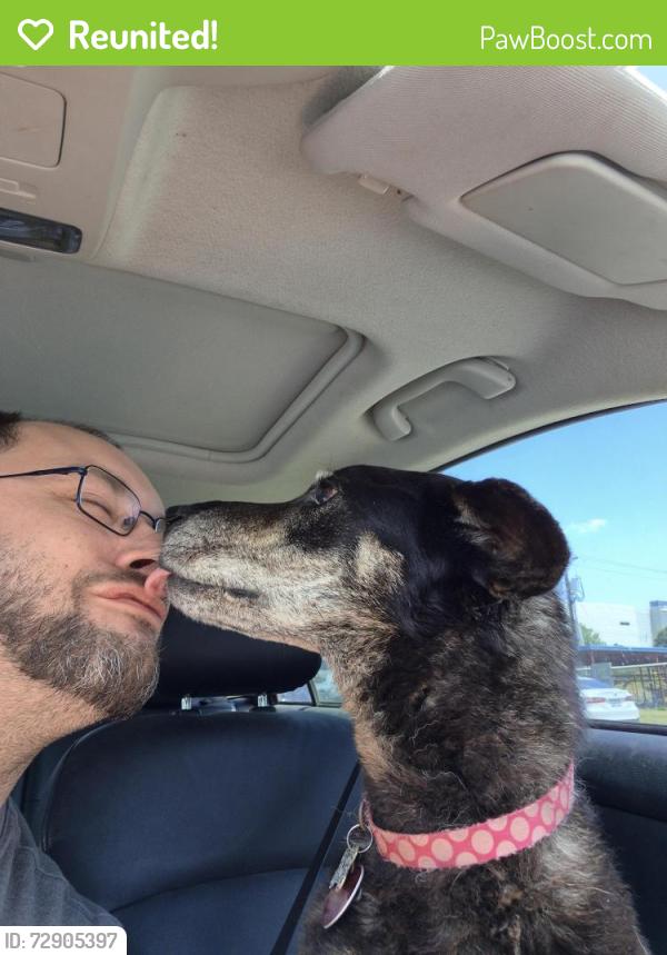 Reunited Female Dog last seen Park in Crestview Subdivision, Crowley, TX 76036