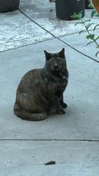 Reunited Female Cat last seen Corner of Maurice Dr and Reino Rd, Thousand Oaks, CA 91320