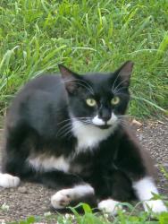 Found/Stray Unknown Cat last seen Bigley Ave. Next to West Virginia Water Works on Pennsylvania Ave., Charleston, WV 25302