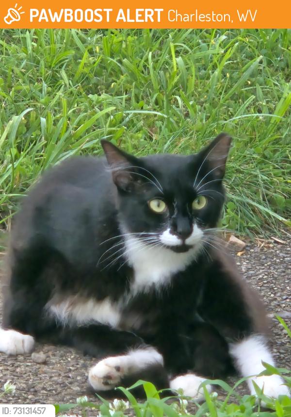 Found/Stray Unknown Cat last seen Bigley Ave. Next to West Virginia Water Works on Pennsylvania Ave., Charleston, WV 25302