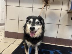 Reunited Male Dog last seen Moes Harrodsburg road, Lexington, KY 40503