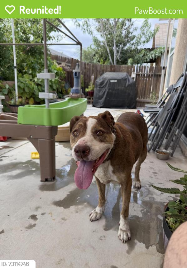 Reunited Female Dog last seen Near & Luna, Victorville, CA 92392