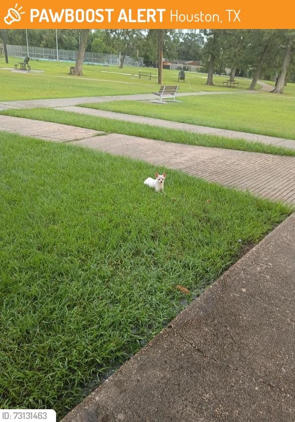 Found/Stray Female Dog last seen Charlton Psrk, Houston, TX 77017