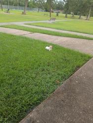 Found/Stray Female Dog last seen Charlton Psrk, Houston, TX 77017