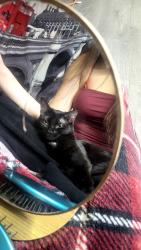 Lost Female Cat last seen sarcan on albert st, Regina, SK 