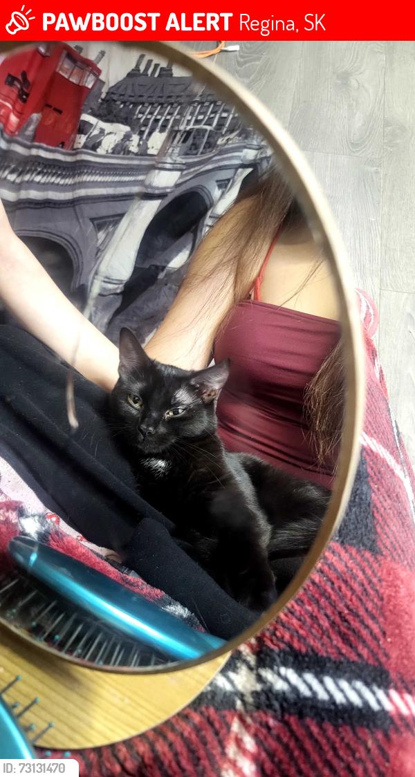 Lost Female Cat last seen sarcan on albert st, Regina, SK 