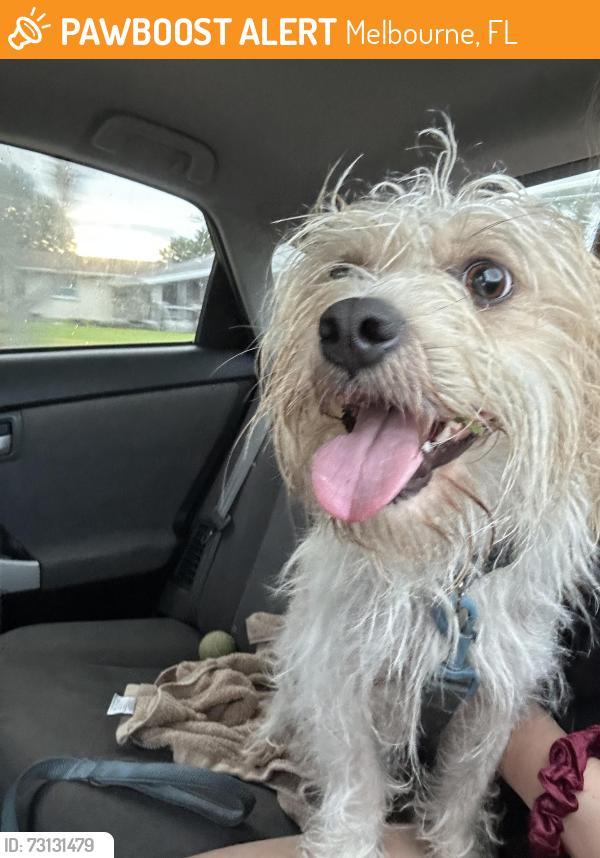 Found/Stray Male Dog last seen Ixora Park, Melbourne, FL 32935