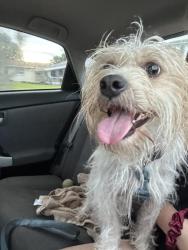 Found/Stray Male Dog last seen Ixora Park, Melbourne, FL 32935