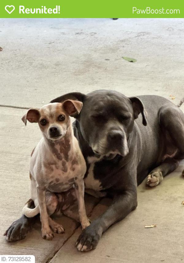 Reunited Male Dog last seen Eppinger Blvd, Thornton, CO 80229, USA, Thornton, CO 80229