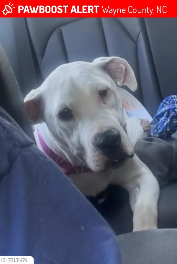 Lost Female Dog last seen Davis hmstd rd Selma, Johnston County, NC 27576
