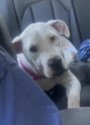 Lost Female Dog last seen Davis hmstd rd Selma, Johnston County, NC 27576