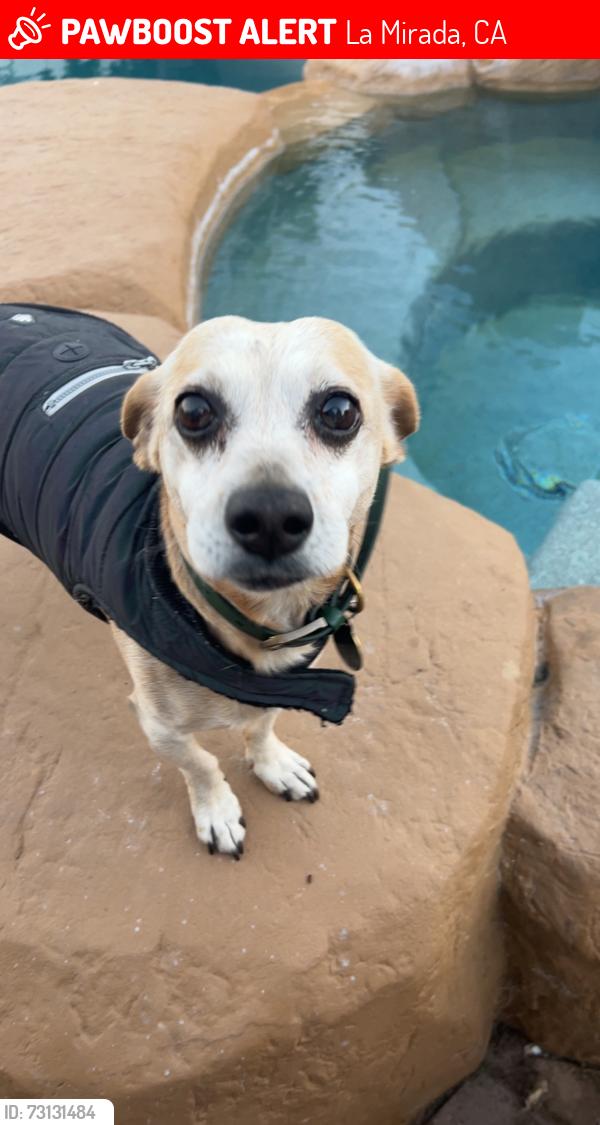 Lost Male Dog last seen Fairhope, La Mirada, CA 90638