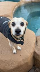 Lost Male Dog last seen Fairhope, La Mirada, CA 90638