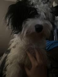Lost Female Dog last seen University parkway,40th street,and Kendall street wildwood park, San Bernardino, CA 92407
