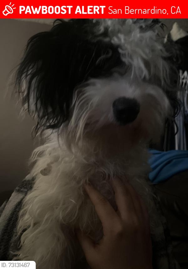 Lost Female Dog last seen University parkway,40th street,and Kendall street wildwood park, San Bernardino, CA 92407
