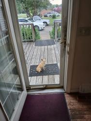 Reunited Unknown Dog last seen Kernersville rd, Winston-Salem, NC 27101
