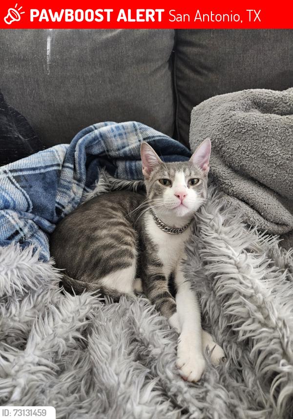 Lost Male Cat last seen Near DeZavala Rd, Apt 1408, San Antonio, Tx, 78249, San Antonio, TX 78249